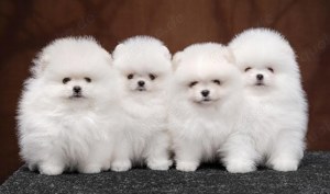 Süße Pomeranian Welpen     