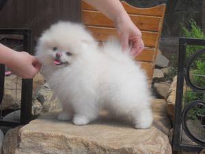 Registrierter Zwergspitz (Pomeranian) in Topqualität