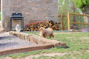 Gesunde Pomeranian Welpen verfügbar