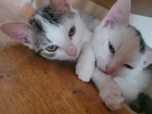 Katzen Babies   Kitten suchen ein zu Hause