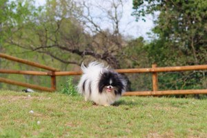 Hübsche männliche und weibliche Pomeranian Welpen zu verkaufen