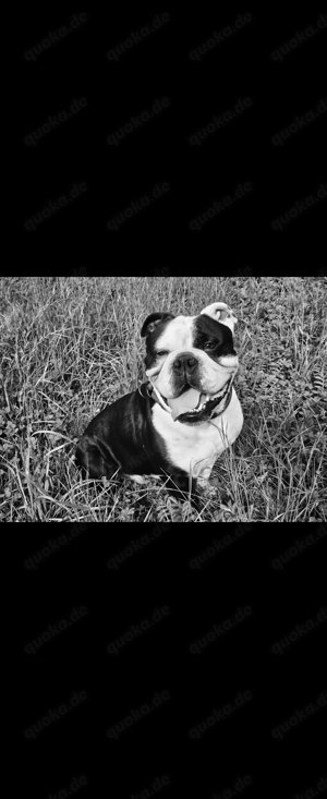 Old englische bulldogge 2 Jahre rüde