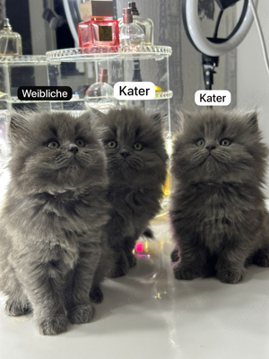 Wunder schön baby katze