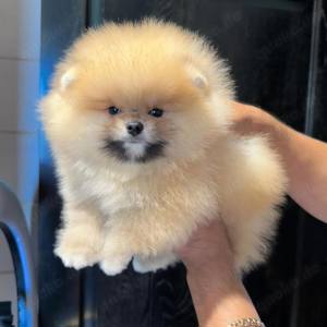 Süße Pomeranian-Welpen zur Adoption