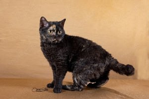 Selkirk Rex Mädchen