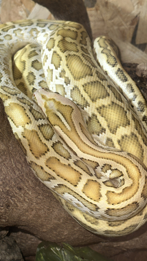 Tigerpython 1.0 Hypo NZ22