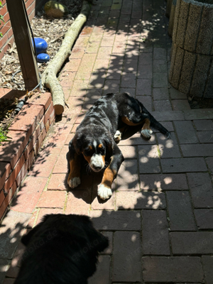 Berner Sennenhund   Labrador Welpe