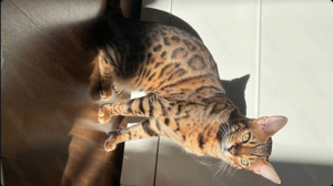 bengal kater