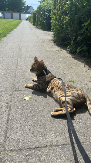 bengal kater