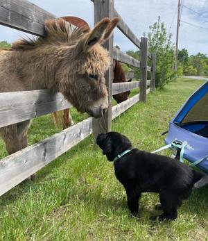 Schöne Labrador Retriever Welpen zu verkaufen