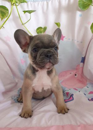 Französische Bulldogge weiblich 10 Wochen mit Ahnentafel 