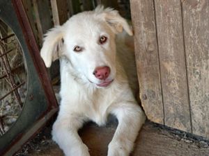 Chicco sucht sein Zuhause (noch auf Sardinien)