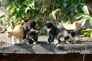 6 junge Kätzchen (Hauskatze) abzugeben