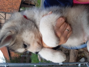 Husky Malamute Welpen 