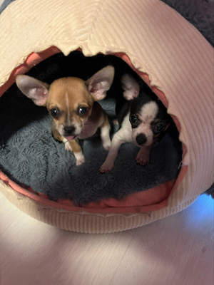 Reinrassige ,mini ,mini Chihuahua Babys entwurmt und  geimpft 