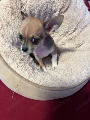 Reinrassige ,mini ,mini Chihuahua Babys entwurmt, 2x geimpft und gechipt 