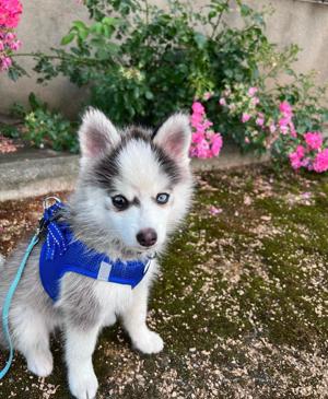 Entzückende Pomsky-Welpen zu verkaufen