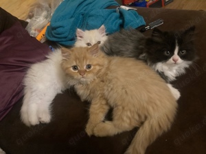 Katzenbabys Maine Coon Perser Mix Kitten Kater abgabebereit 