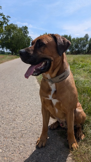 Cane Corso Schäferhund Mischling sucht ein Zuhause 