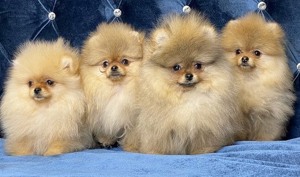 Männliche und weibliche Pomeranian Welpen