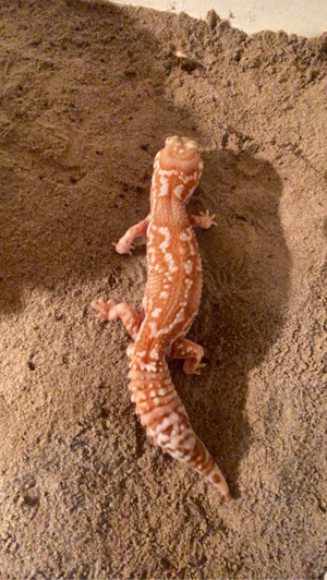 Leopard, Gecko Männchen zu verkaufen