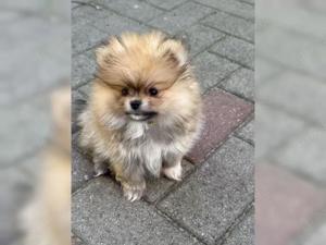 Pomeranian Hündin aus VDH FCI Zucht sucht noch ihr perfektes Zuhause