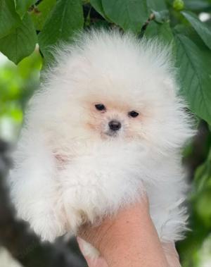 Pomeranian Zwergspitz