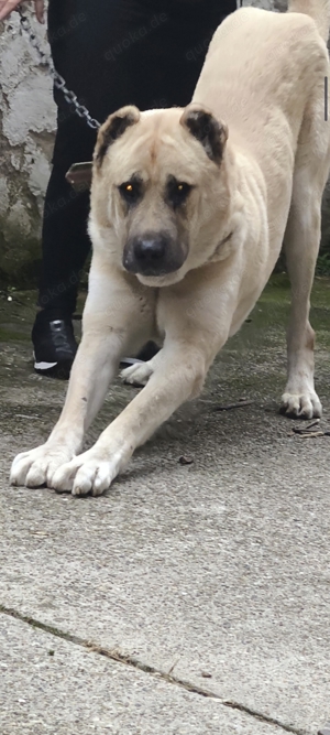 Kangal Welpen Noch letzter Rüde xxxl 