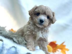 Teddy Maltipoo Welpen F1 Malteser x Pudel abgabebereit