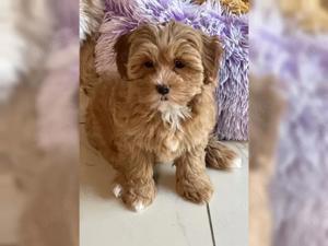 Maltipoo Welpen suchen neues Zuhause