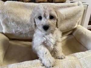 Maltipoo Welpen sind ab sofort Abgabe bereit