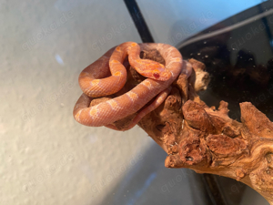 Kornatter baby Weibchen