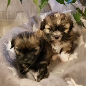 Malteser   Shih tzu Welpen 