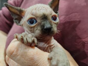 Canadian Sphynx mit Schnurrbart