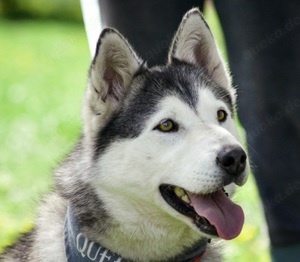 Helen,Husky - die liebevolle,aktive Hundedame hatte sicher ein Zuhause.Sie vermißt es sehr.