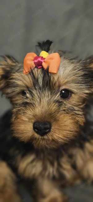 Yorkshire terrier welpen 