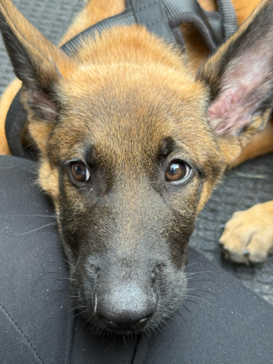 Malinois Welpe reinrassig 14Wochen alt