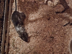 2 Degu Weibchen