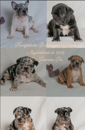 wunderschöne Französische Bulldoggenwelpen 