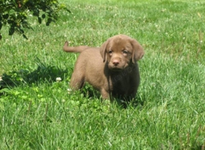 Reinrassige braune Labrador Retriever