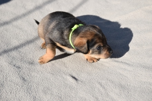 Welpen   .....  Doppelwurf, Paula und Pyra haben im Abstand von 5 Tagen ihre Welpen bekommen.