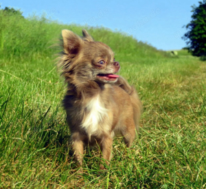 Besonders süßer, typvoller Mini XXS LH Chihuahua