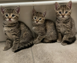 Team rosa 5 kitten Babykatzen suchen zuhause 12 wochen alt 