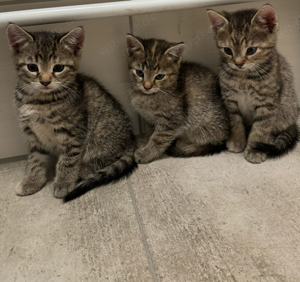 Team rosa 5 kitten Babykatzen suchen zuhause 12 wochen alt 