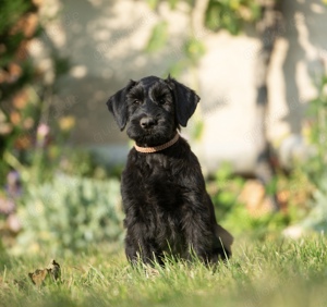 Riesenschnauzer Welpen 