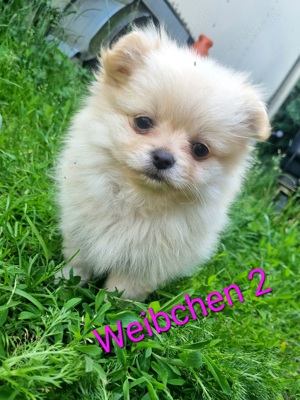 wunderschöne pomeranien Welpen 4.Weibchen 