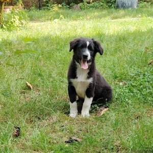 Miniature Australian Shepherd welpe