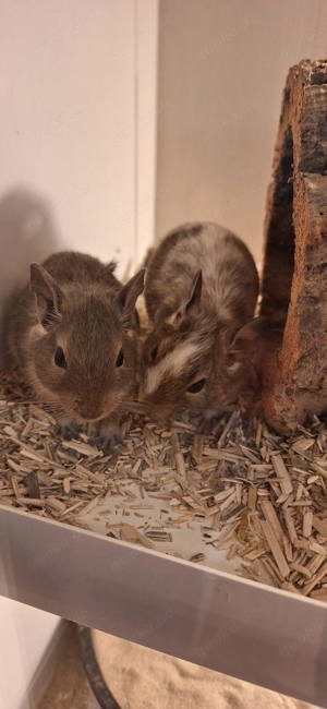 3 Degus 