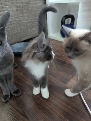 Main coon edelmix katerle in bluesmoke with withe 