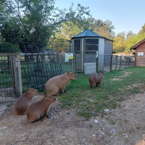 2.2 Capybara geboren 2023 zu verkaufen 